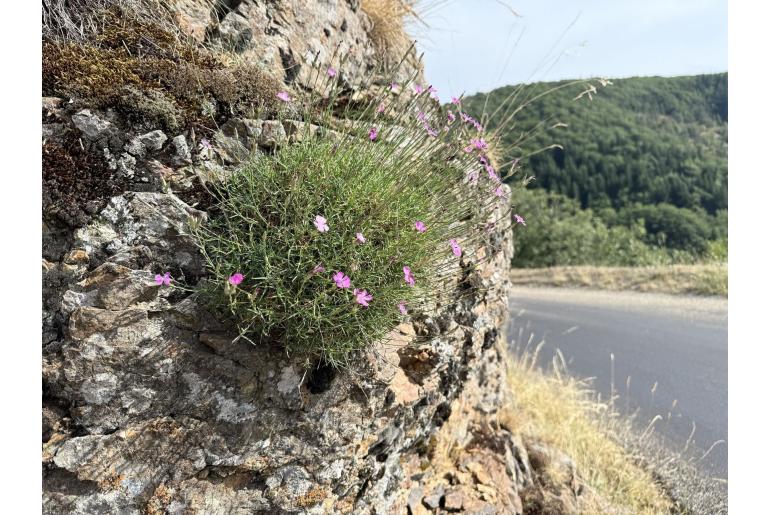 Dianthus graniticus 11909