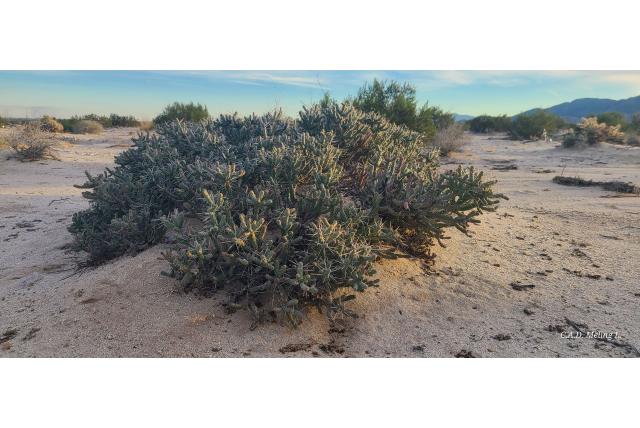 Diamant cholla