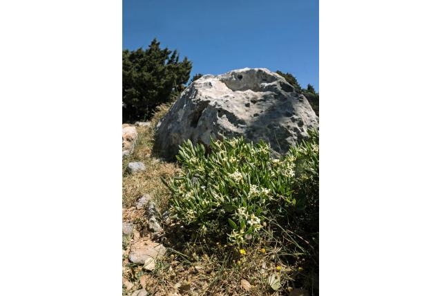 Olijfbladig peperboompje