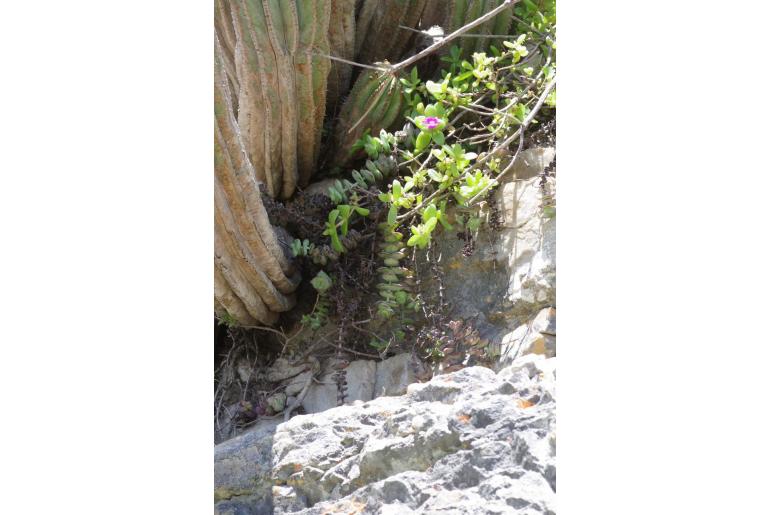 Delosperma adelaidense 11924