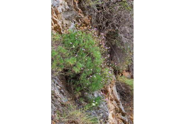 Anjer met juniperus-blad