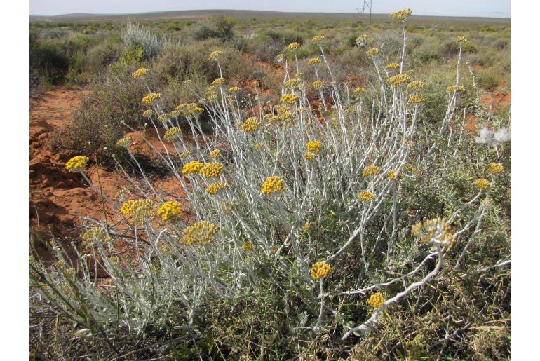 Helichrysum tricostatum 11931