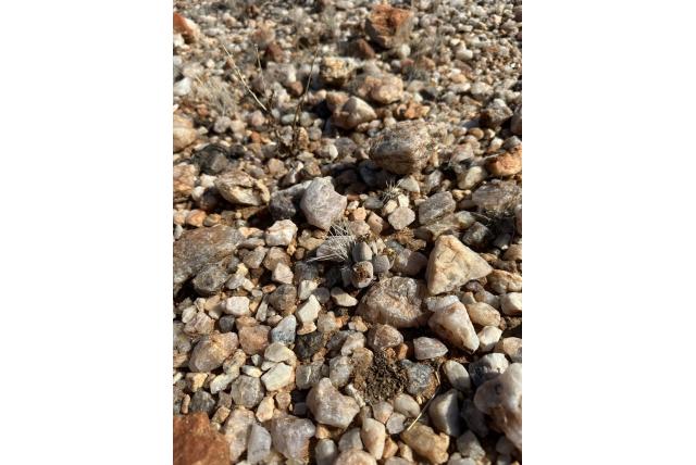 Kleinzadige levende steentjes Kleinzadige levende steentjes