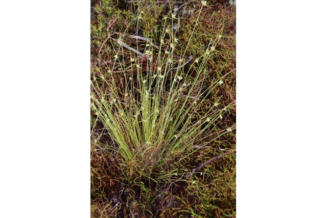 Driebloemige aren Ficinia Driebloemige aren Ficinia