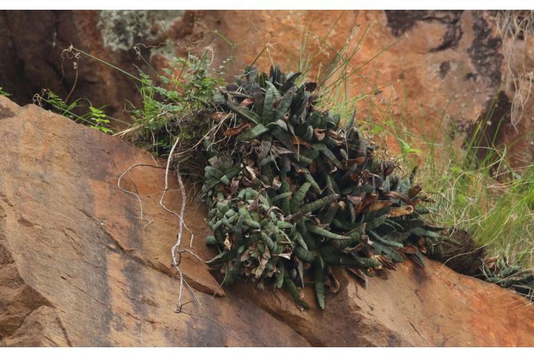 Gasteria batesiana 11946