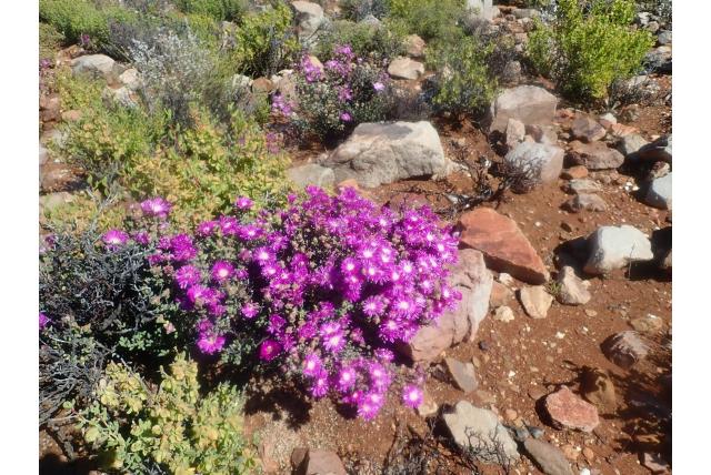 Grote bloemkelk drosanthemum