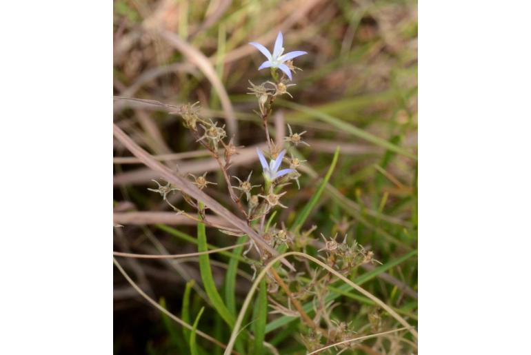 Wahlenbergia dieterlenii 11961