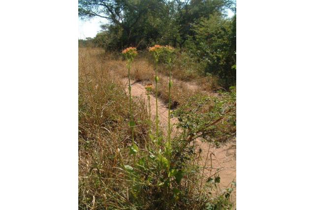 Vergeten kalanchoe Vergeten kalanchoe