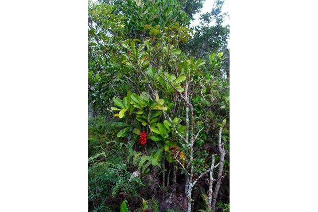 Nieuw-Caledonië Kibaropsis