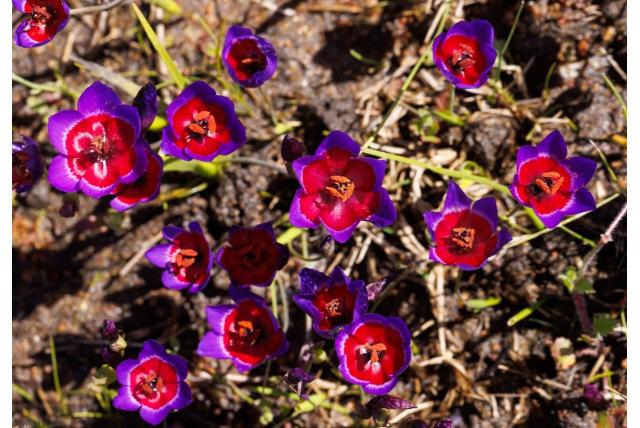 Matthew's geissorhiza Matthew's geissorhiza