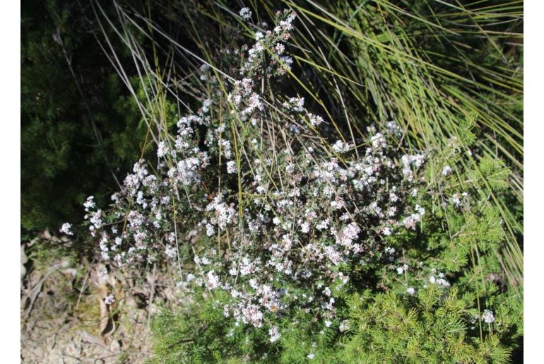 Leucopogon pulchellus -11982