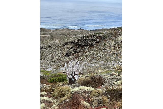 Anthony's dudleya