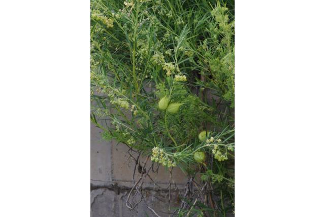 Moeras Gomphocarpus