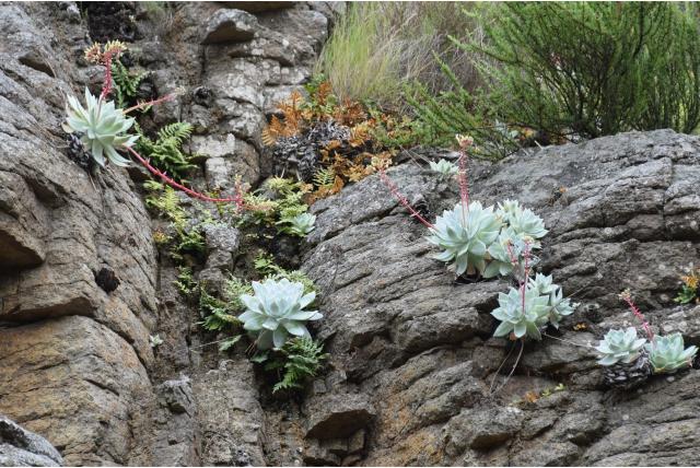 Britton's dudleya