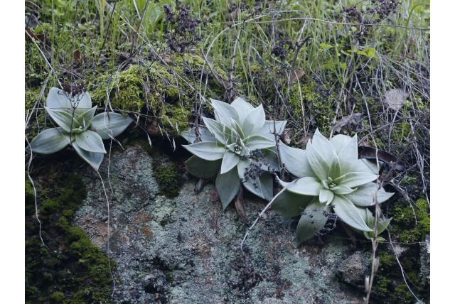 Canyon dudleya