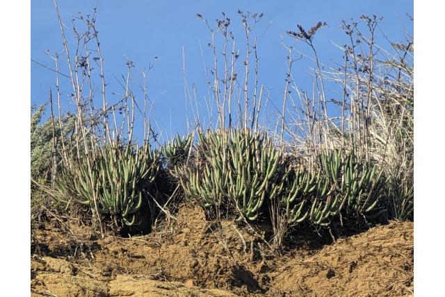 Eetbare dudleya