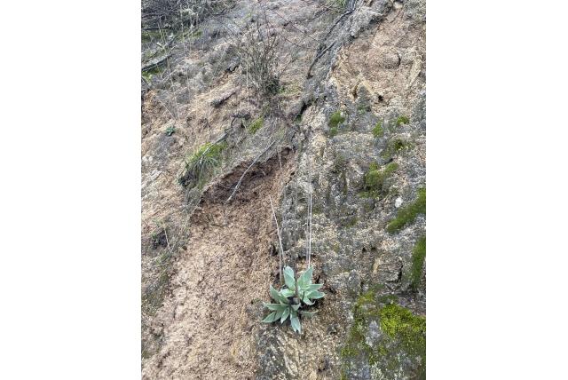Dudleya met speervormig blad