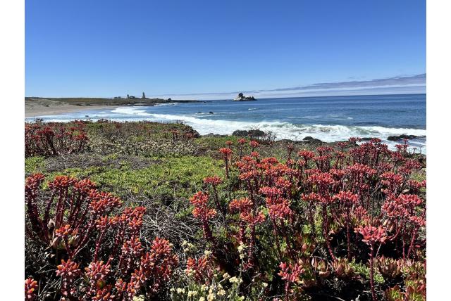 Palmer's dudleya