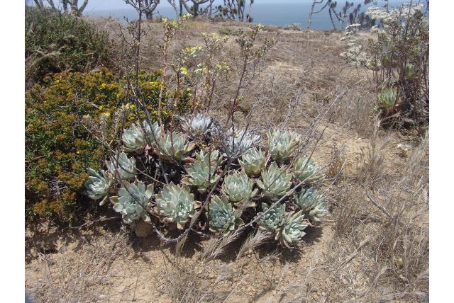 Santa Barbara Island dudleya