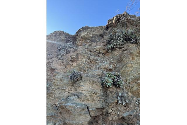 Hasse's groene dudleya