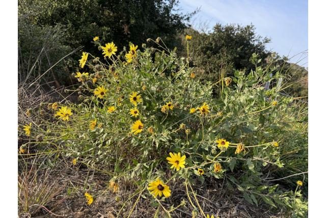 Californische encelia