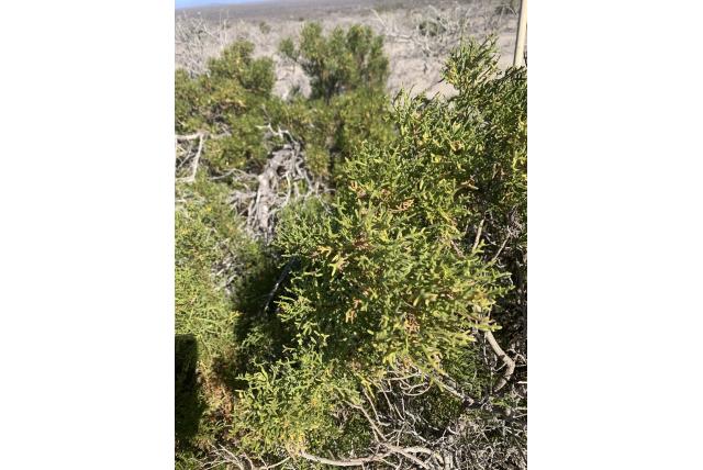 Baja bush zonnebloem