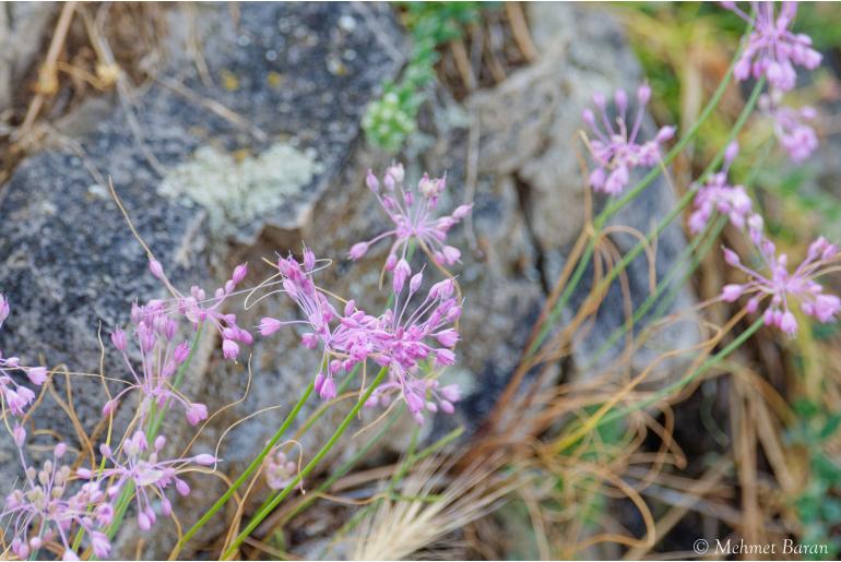 Allium stamineum -12014