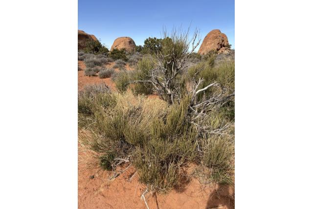 Groene ephedra