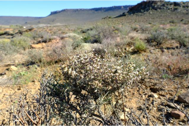 Stekelige wilde rozemarijn Stekelige wilde rozemarijn