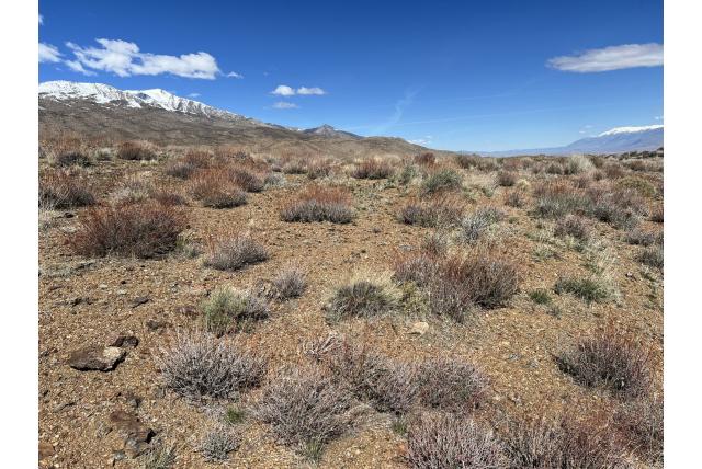 Grijsblad Californische boekweit