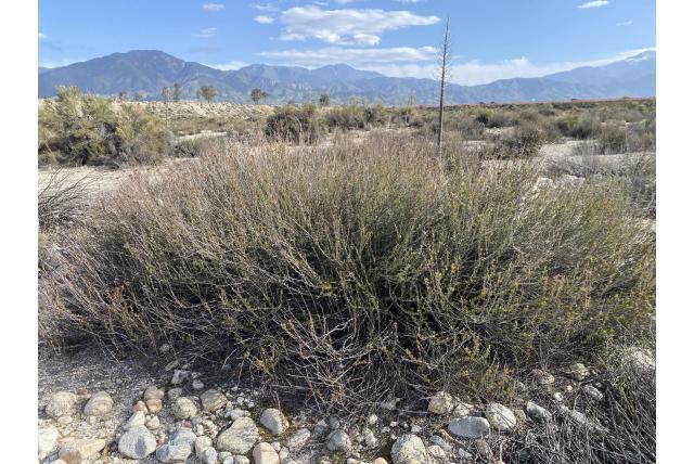 Kleinbladige Californische boekweit