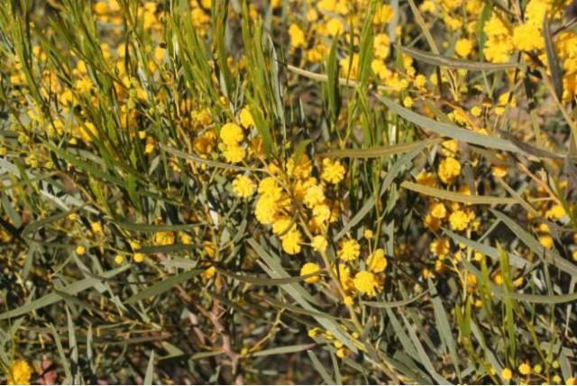 Blakely's acacia