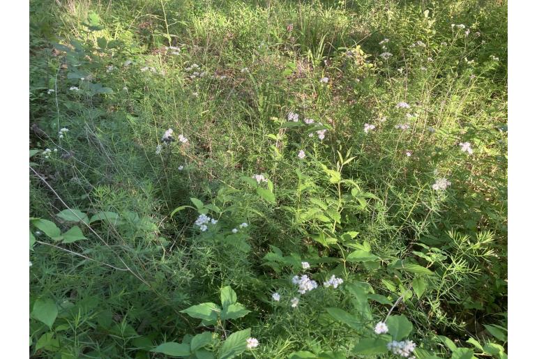 Pycnanthemum tenuifolium 12039