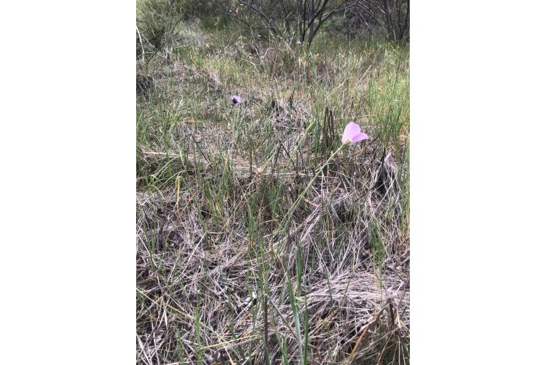 Calochortus splendens -12052