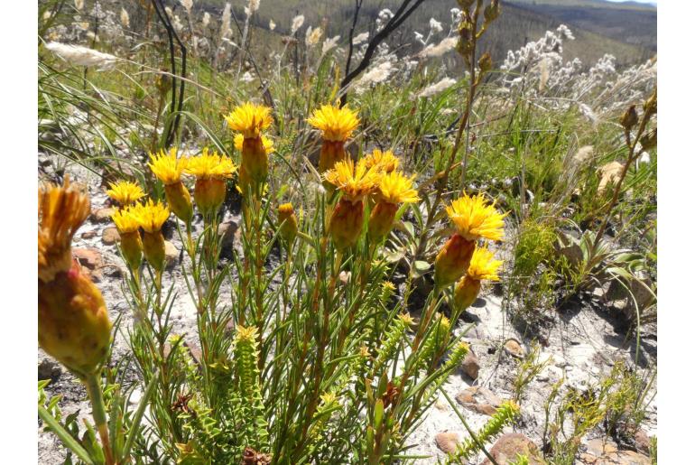 Pteronia tenuifolia 12057