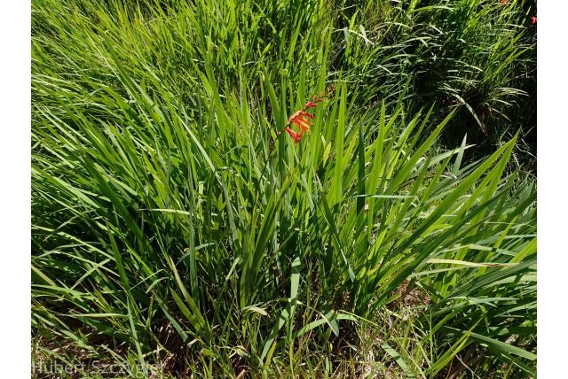 Montbretia