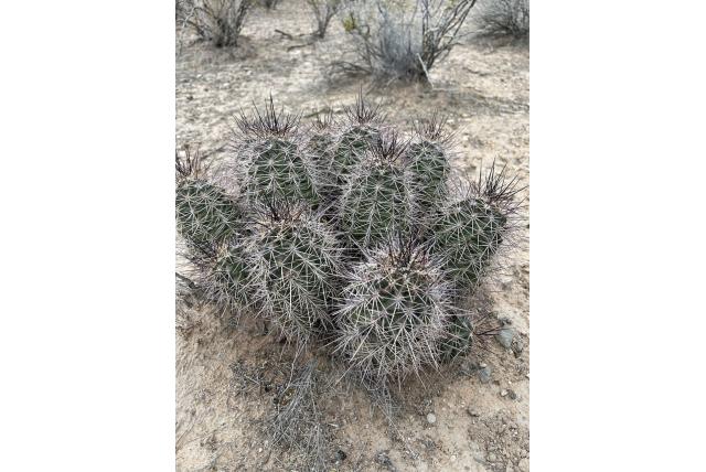 Scharlakenrode egelcactus