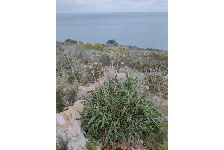 Carduncellus dianius&nbsp;12069