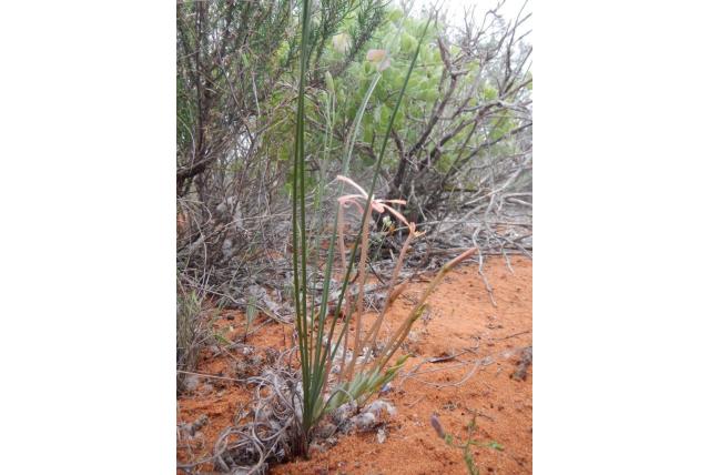 Cilindervormig blad Baviaanbloem