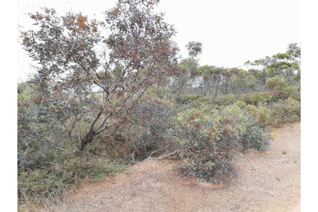 Veelstammige Eucalyptus met blauwe bladeren Veelstammige Eucalyptus met blauwe bladeren