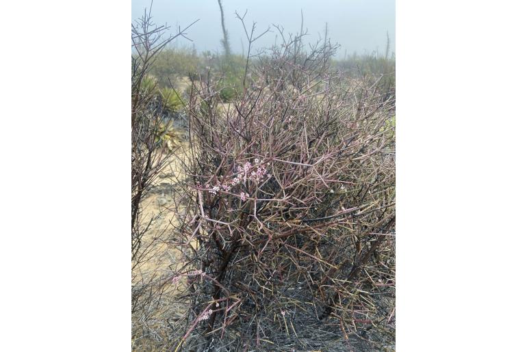 Euphorbia xanti 12093