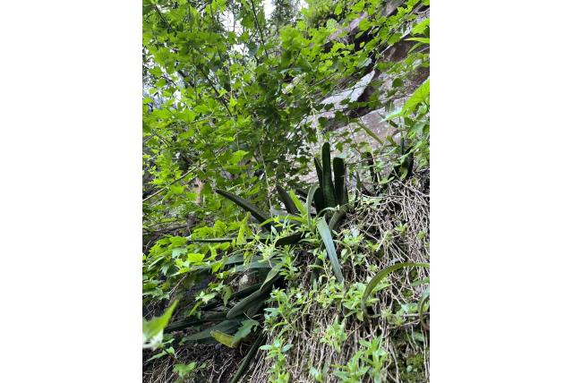 Croucher's gasteria Croucher's gasteria