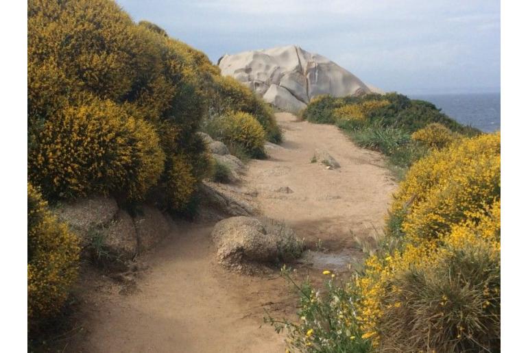 Genista acanthoclada&nbsp;12108