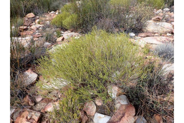 Diosma recurva&nbsp;12112