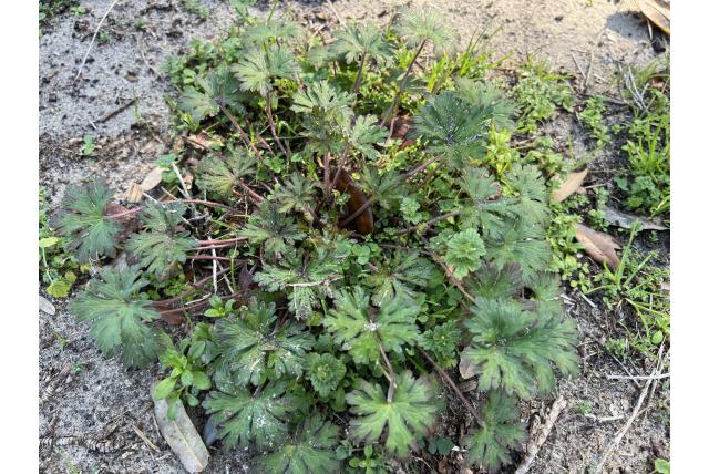 Carolina Geranium