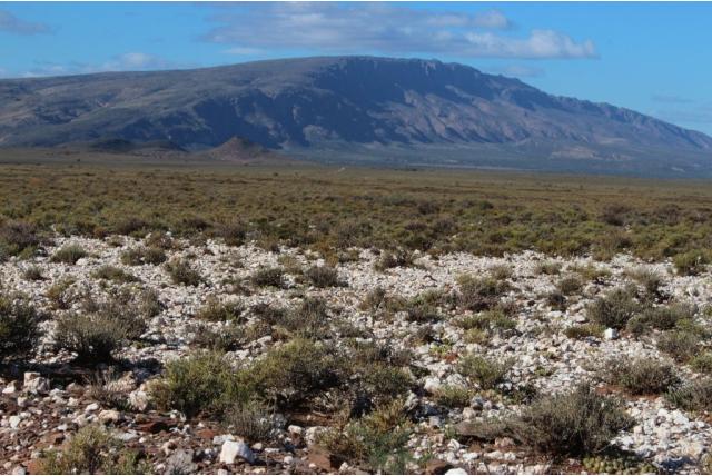 Nootvormige gibbaeum Nootvormige gibbaeum