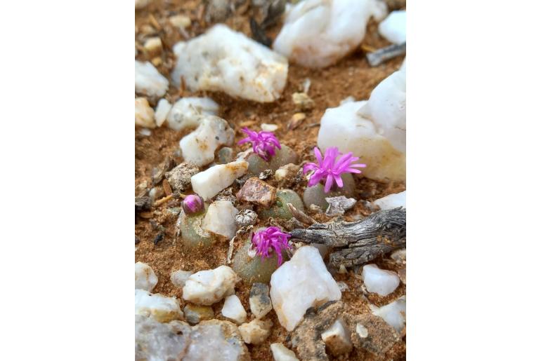 Gibbaeum pilosulum -12116