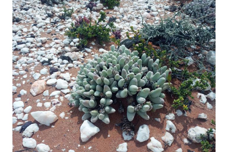 Gibbaeum pubescens -12117