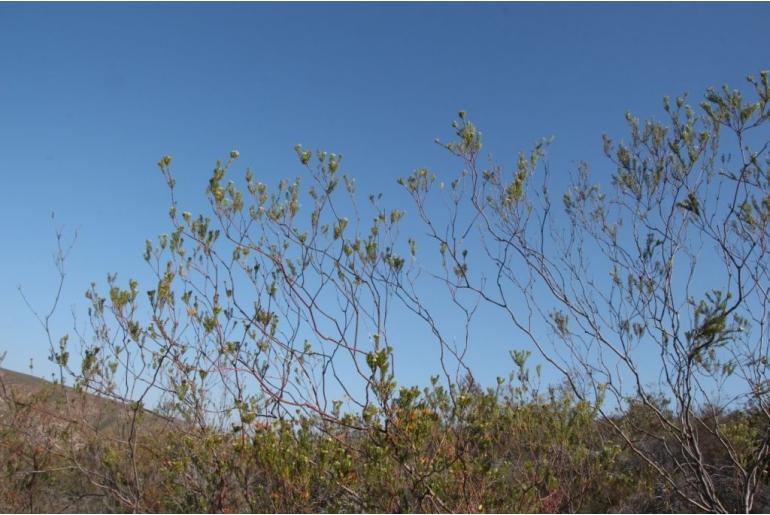 Diosma rourkei&nbsp;12120