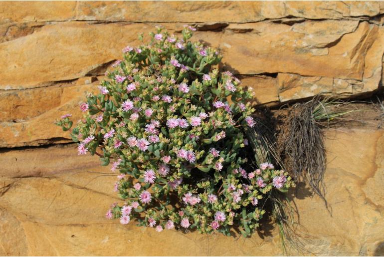 Oscularia ornata 12122